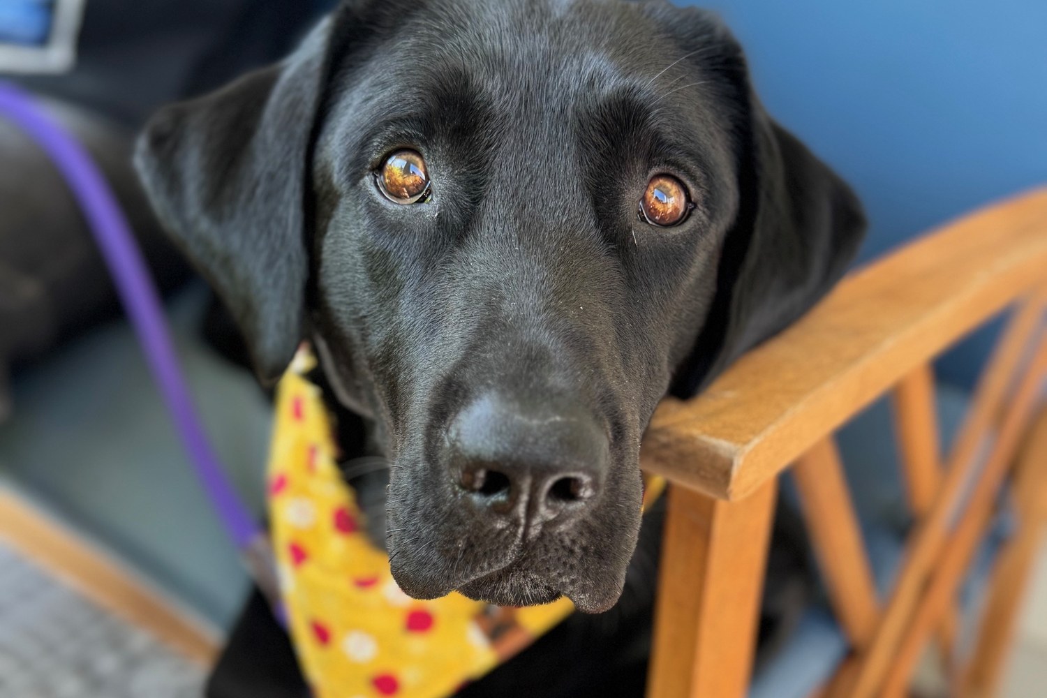 Jordan, Chief Toy Officer
