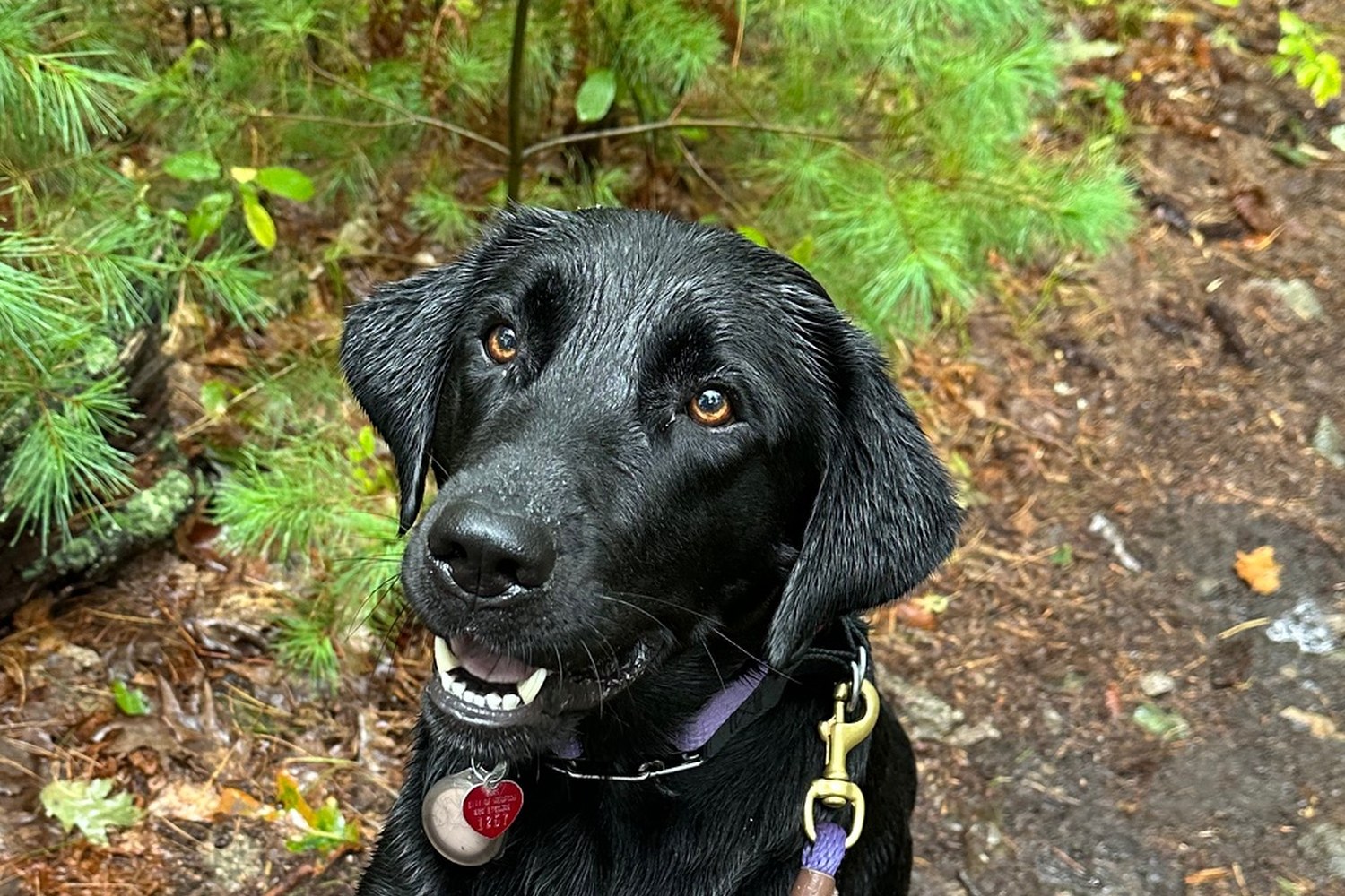 Jordan on log